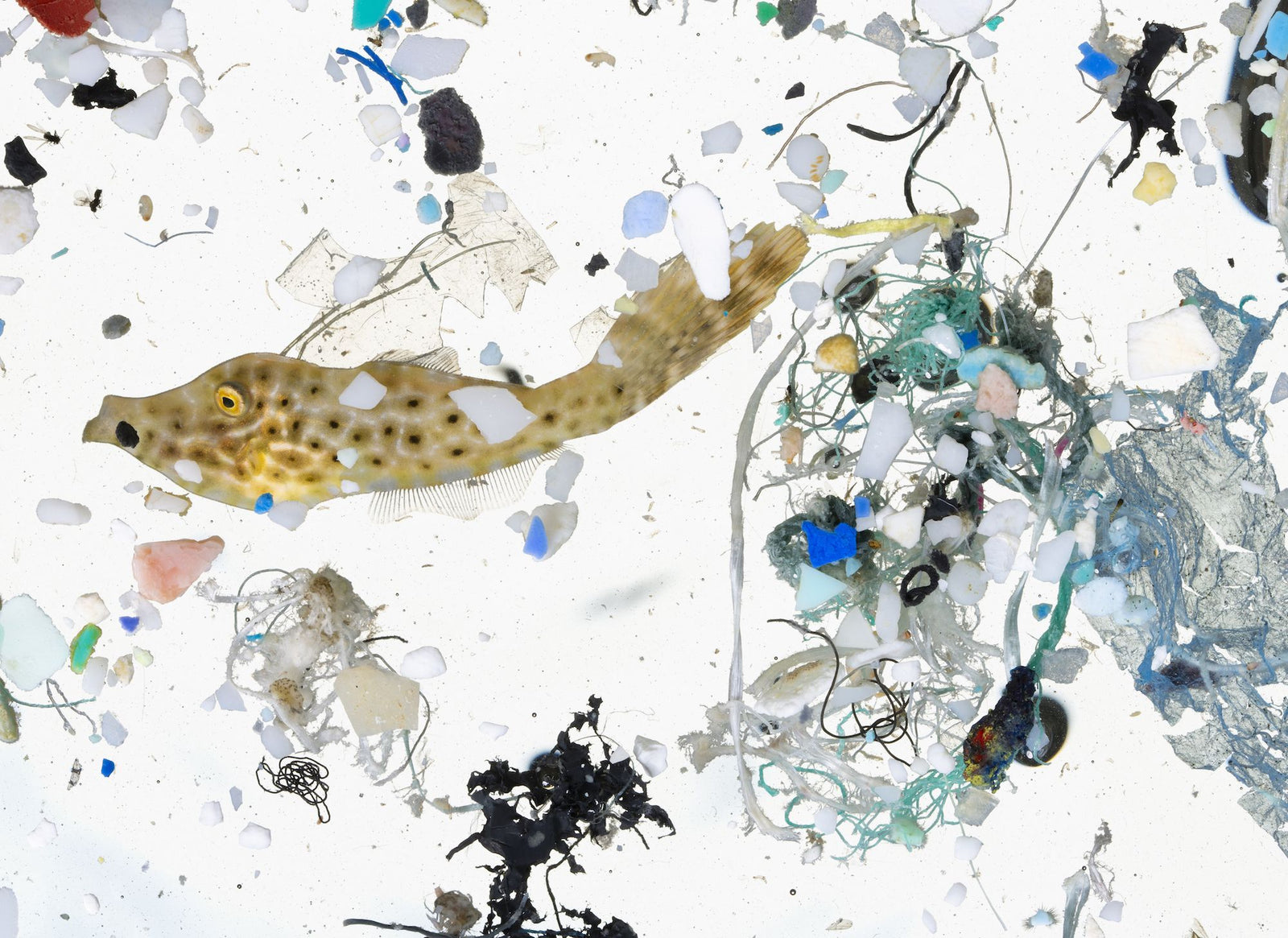 微塑料（英：Microplastic）（马：Mikroplastik）